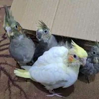 جوجه عروس هلندی رنگی دستی