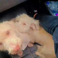 سگ پاکوتاه قشنگ