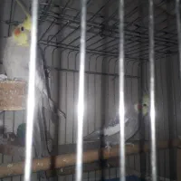 فروش دو عدد عروس نر|پرنده|دوگنبدان, |دیوار