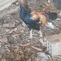 مرغ و خروس لاری و محلی|حیوانات مزرعه|بسطام, |دیوار