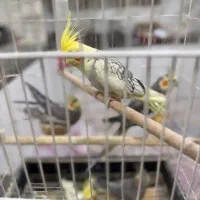 عروس هلندی