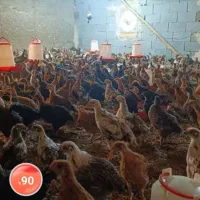 جوجه مرغ خروس دورگ محلی شیراز