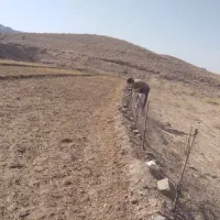 انار شیرین ابدار