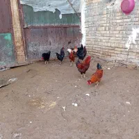 خروس محلی|حیوانات مزرعه|ضیاء آباد, |دیوار