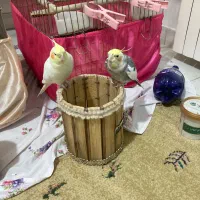 عروس هلندی|پرنده|گرمدره, |دیوار