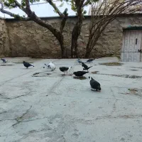 کفتر غریب جفت