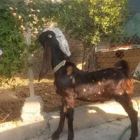 نر بز افغانی پلنگی