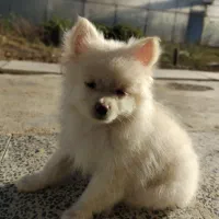 توله پامرانین سایز ریز ۵ماهه