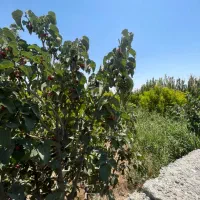 500متر-باغ-سند-بنچاق-آب-کشاورزی-تقاتربا-خودرو-واحد