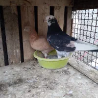 کفتر سرور هما