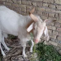 چبش سانن اصل|حیوانات مزرعه|بیرجند, |دیوار