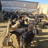 ۴۶راس گیسه بز کهره پازن|حیوانات مزرعه|مرودشت, تخت جمشید|دیوار