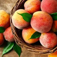 پیش فروش نهال هلو و شلیل ، سیب ، گلابی