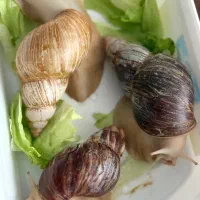 حلزون طبی بزرگ|خزنده|اصفهان, بهارستان|دیوار