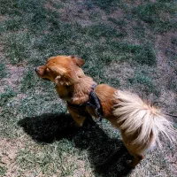 سگ اشپیتز روباهی گمشده،|سگ|کرمانشاه, |دیوار