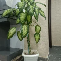 گل دیفن باخیا