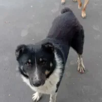 انواع غذای خشگ و تر