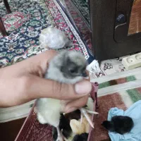 فروش جوجه دو روزه و یک هفته ای