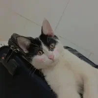 واگذاری رایگان گربه