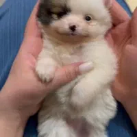 پامر خرسی عروسکی|سگ|رشت, دیانتی|دیوار