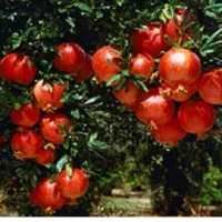 250 متر باغچه محدوده معالی آباد مناسب کافه