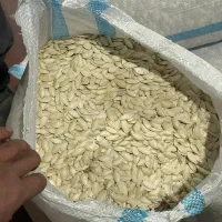 کدو بذر خارجی(هیبرید) درجه ۱ یه دست|عمدهفروشی|آباده, |دیوار