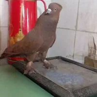 چند تا کفتر حسابی رواعب اصلی ماده گلی مایه کفتر