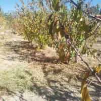 باغ نقلی میوه|فروش زمین و ملک کلنگی|شاهین‌شهر, پاسداران|دیوار