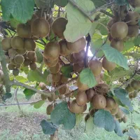 تامین کیوی صادرات و بازار داخلی و خرید باغ کیوی