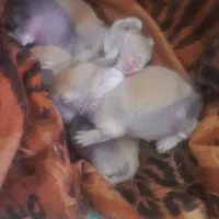 خرگوش لوپ یک ماهه|موش و خرگوش|اندیشه, شهرک مریم|دیوار