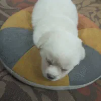 سگ پاکوتاه|سگ|تهران, کیانشهر|دیوار