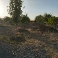 فروش باغ|فروش خانه و ویلا|صالح آباد, |دیوار