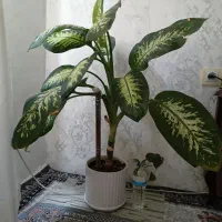 گل سرحال با گلدان