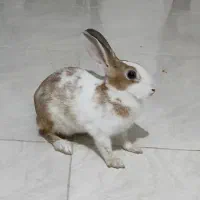 خرگوش بازیگوش