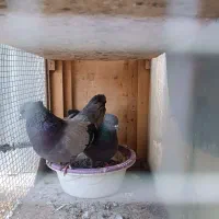 سبز بم به شرط تخم جوجه