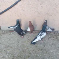 کبوتر .سینه|پرنده|مرودشت, بیست متری بیمارستان|دیوار