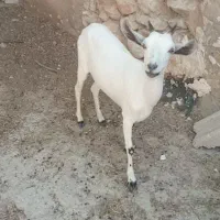 بز آهویی