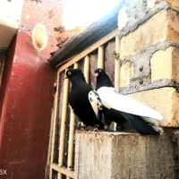 سینه سیاه کفتر رنگی کبوتر نقش