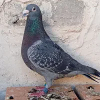 پرنده نر عربستان