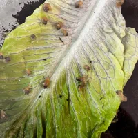 حلزون آچاتینا|خزنده|یزد, |دیوار