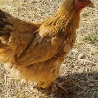 مرغ وخروس زینتی|حیوانات مزرعه|صدرا-فارس, فاز ۱|دیوار