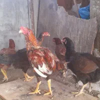 مرغ لاری|حیوانات مزرعه|رباط‌کریم, شترخوار|دیوار