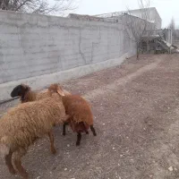 گوسفند|حیوانات مزرعه|اردبیل, |دیوار