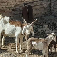 سلام بز دوقلو|حیوانات مزرعه|جهرم, |دیوار