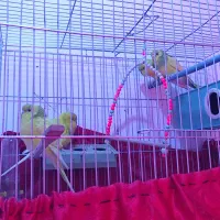 مرغ عشق آماده تخم گذاری