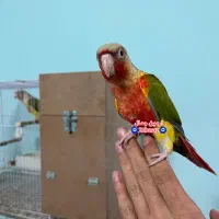 گرینچیک فول دستی در انواع نژاد یلوسایدآناناسی و...