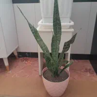 گلدان|صنایع دستی و سایر لوازم تزئینی|میانه, |دیوار