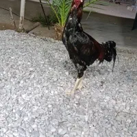 خروس لاری معاوضه با خروس رنگ کارگ
