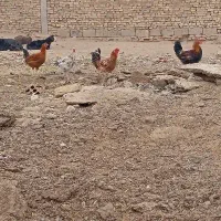 خروس ومرغ برهما|حیوانات مزرعه|برخوار, |دیوار