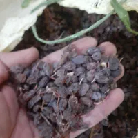 کشمش افتابی|خوردنی و آشامیدنی|شال, |دیوار